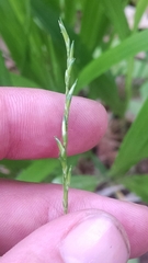 Diarrhena obovata