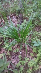 Diarrhena obovata
