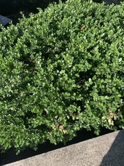 Buxus sempervirens