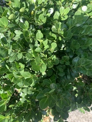 Buxus sempervirens