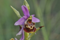 Ophrys fuciflora souchei