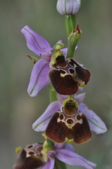 Ophrys fuciflora souchei