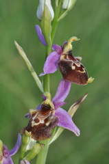 Ophrys fuciflora souchei