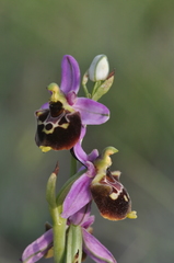 Ophrys fuciflora souchei