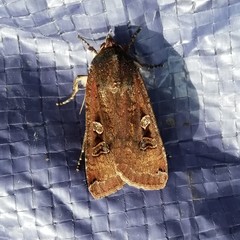 Noctua pronuba