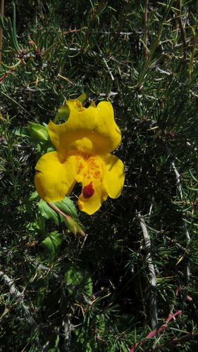 Mimulus luteus iNat (2)