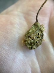 Callirhytis congregata