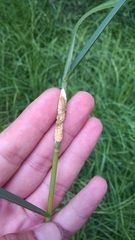 Epichloe glyceriae