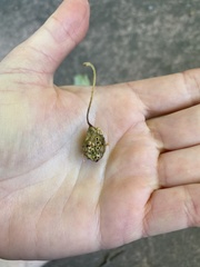 Callirhytis congregata