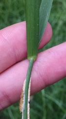 Epichloe glyceriae