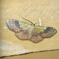 Leptostales ferruminaria