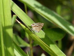 Rubroserrata ecbatana