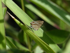 Rubroserrata ecbatana