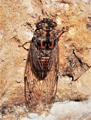 Cicada barbara lusitanica