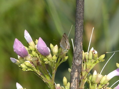 Rubroserrata ecbatana