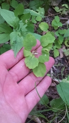 Thalictrum thalictroides