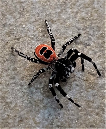 Eresus sedilloti