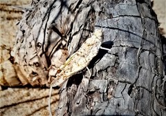 Sphingonotus imitans