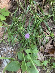 Liatris compacta
