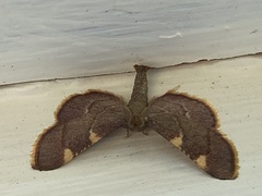 Hypsopygia olinalis