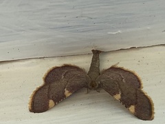 Hypsopygia olinalis