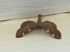 Hypsopygia olinalis