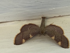 Hypsopygia olinalis