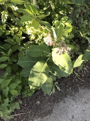 Asclepias syriaca