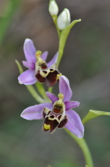 Ophrys gresivaudanica