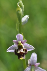 Ophrys gresivaudanica