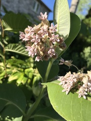 Asclepias syriaca