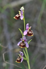 Ophrys gresivaudanica