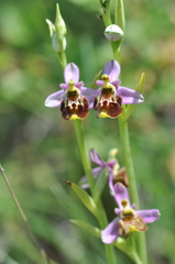 Ophrys gresivaudanica