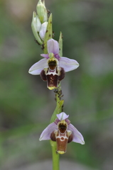 Ophrys gresivaudanica