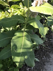 Asclepias syriaca