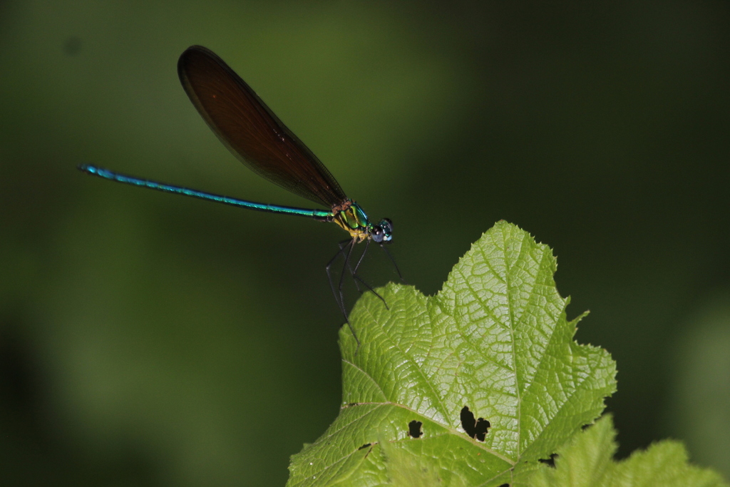 Matrona oreades