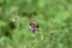 Apis mellifera