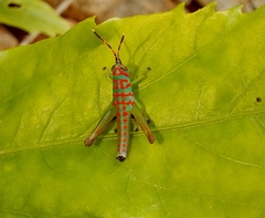 Pirithoicus ophthalmicus