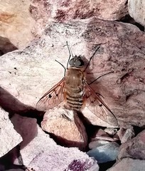 Spogostylum isis
