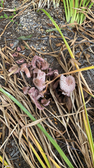 Leucoagaricus americanus