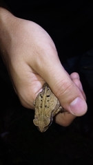 Rhinella ornata