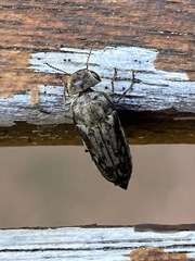 Yakuhananomia bidentata