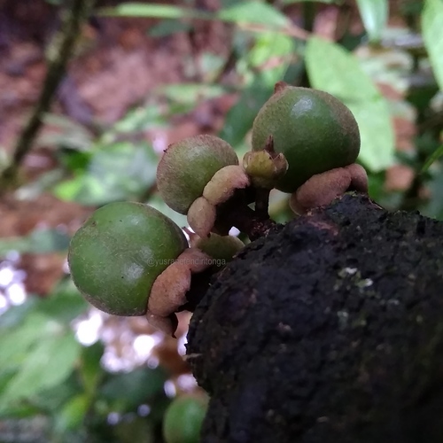Diospyros cauliflora observed 2021-06-21