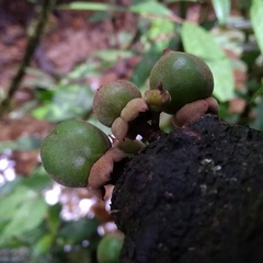 Diospyros cauliflora