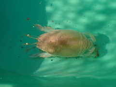 Emerita austroafricana