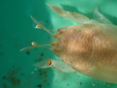 Emerita austroafricana