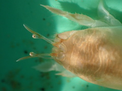 Emerita austroafricana