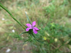 Dianthus armeria