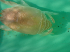 Emerita austroafricana