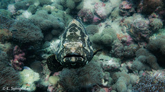 Epinephelus lanceolatus